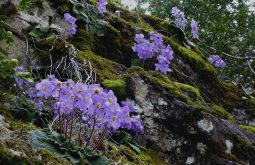 Pyrenees Violet