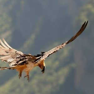 6-natural-history