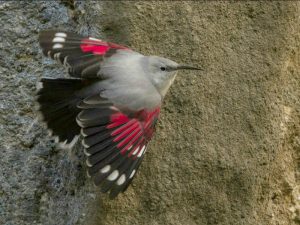 Picture of a wallcreeper on our trip birds of Northern Spain