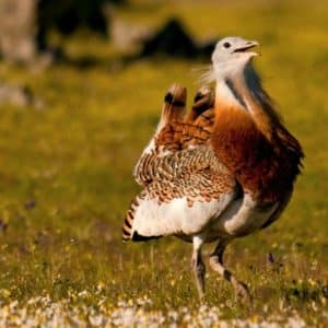 Great Bustard on our trip to the Steppes on Birds of Northern Spain