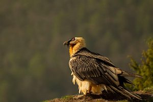 An magnificent adult Bearded vulture sits on the edge waiting for a thermal, his red rimmed eye clearly visible. Photo taken on our Photography Holiday Spain