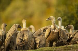 Griffon vultures feeding at the hide on our holiday Birds of Northern Spain