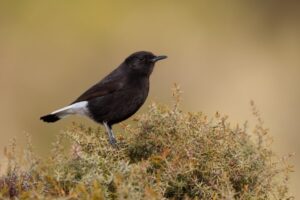 Black wheatear seen on our Birds of Northern Spain trip with Aragon Active