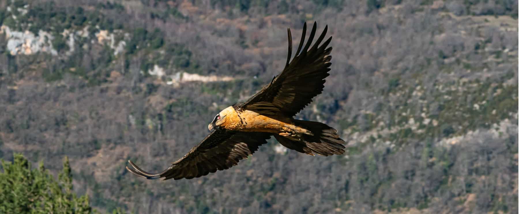 An adult Bearded vulture in flight on Butterflies and Birds of the Spanish Pyrenees Holiday