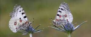 Two Apollo butterflies on our Butterflies and Birds of the Spanish Pyrenees Holiday