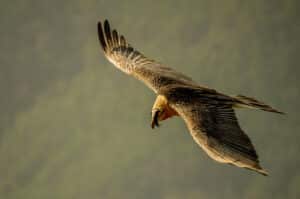 A Bearded vulture in flight seen on our Butterflies and Birds of the Spanish Pyrenees Holiday