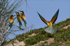 Three beautiful Bee eater birds at the colony we visit on our Butterflies and Birds of the Spanish Pyrenees Holiday