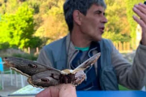 Enrique, local lepidopterist shows a Giant peacock moth on our Butterflies and Birds of the Spanish Pyrenees Holiday