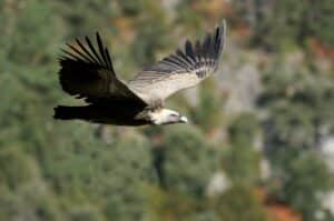 A Griffon vulture flying at eye level seen on a guided walk in the Spanish Pyrenees with students on our Spanish Language Walking Holiday Advanced Level