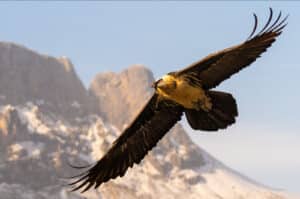 A bearded vulture in flight in the Spanish Pyrenees on our Spanish Language Walking Holiday Advanced Level