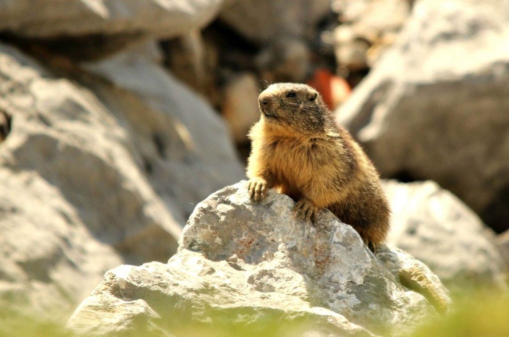 A Marmot seen in the Spanish Pyrenees on Activity Holidays in Spain with Aragon Active