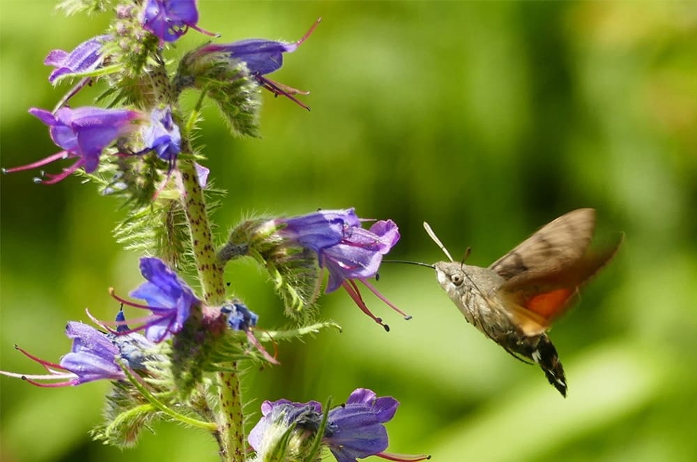 A Hummingbird Hawk Moth seen in the Spanish Pyrenees on Activity Holidays in Spain with Aragon Active
