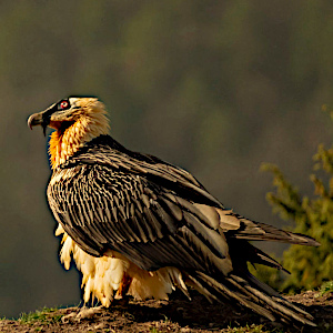 A photo of a Bearded vulture illustrating the fact we support the Foundation for the Conservation of the Bearded vulture on the About Us page. This page gives some background to Aragon Active small group holidays in the Spanish Pyrenees