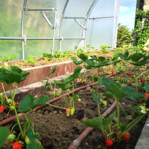 A photo of our polytunnel with strawberries growing inside on the About Us page. This page gives some background to Aragon Active small group holidays in the Spanish Pyrenees and demonstartes we are organic in the produce we serve and zero kilometre