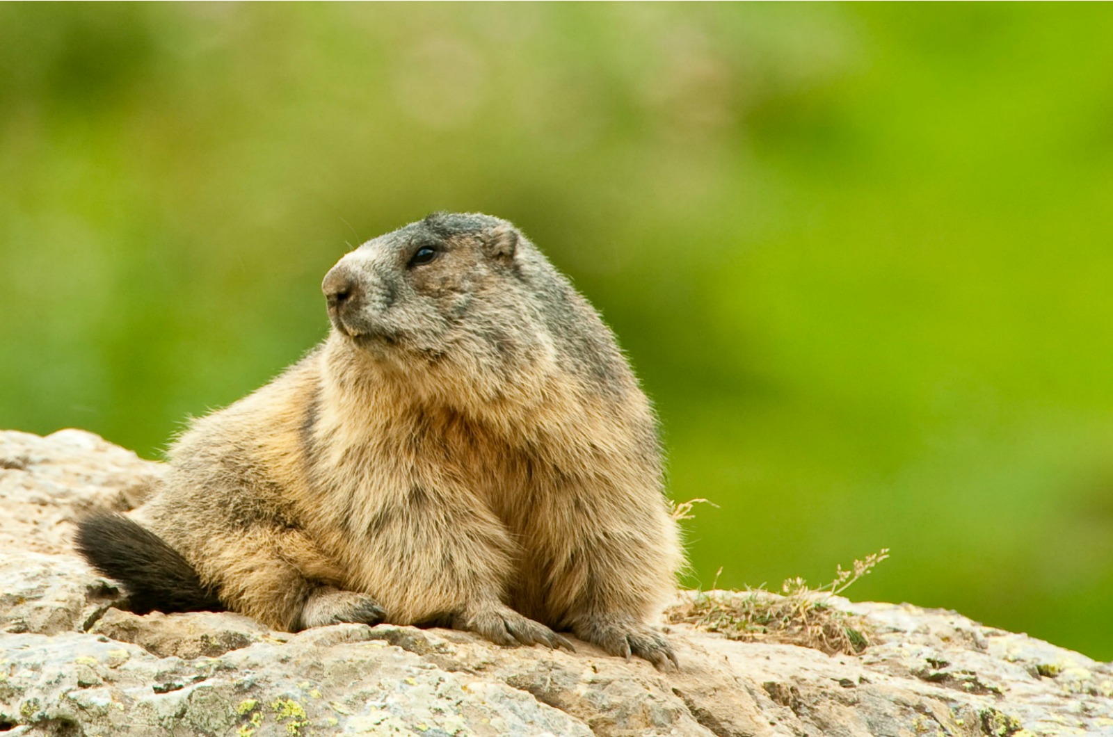 A Marmot seen in the Spanish Pyrenees on our Walking Holidays in Spain trip with Aragon Active