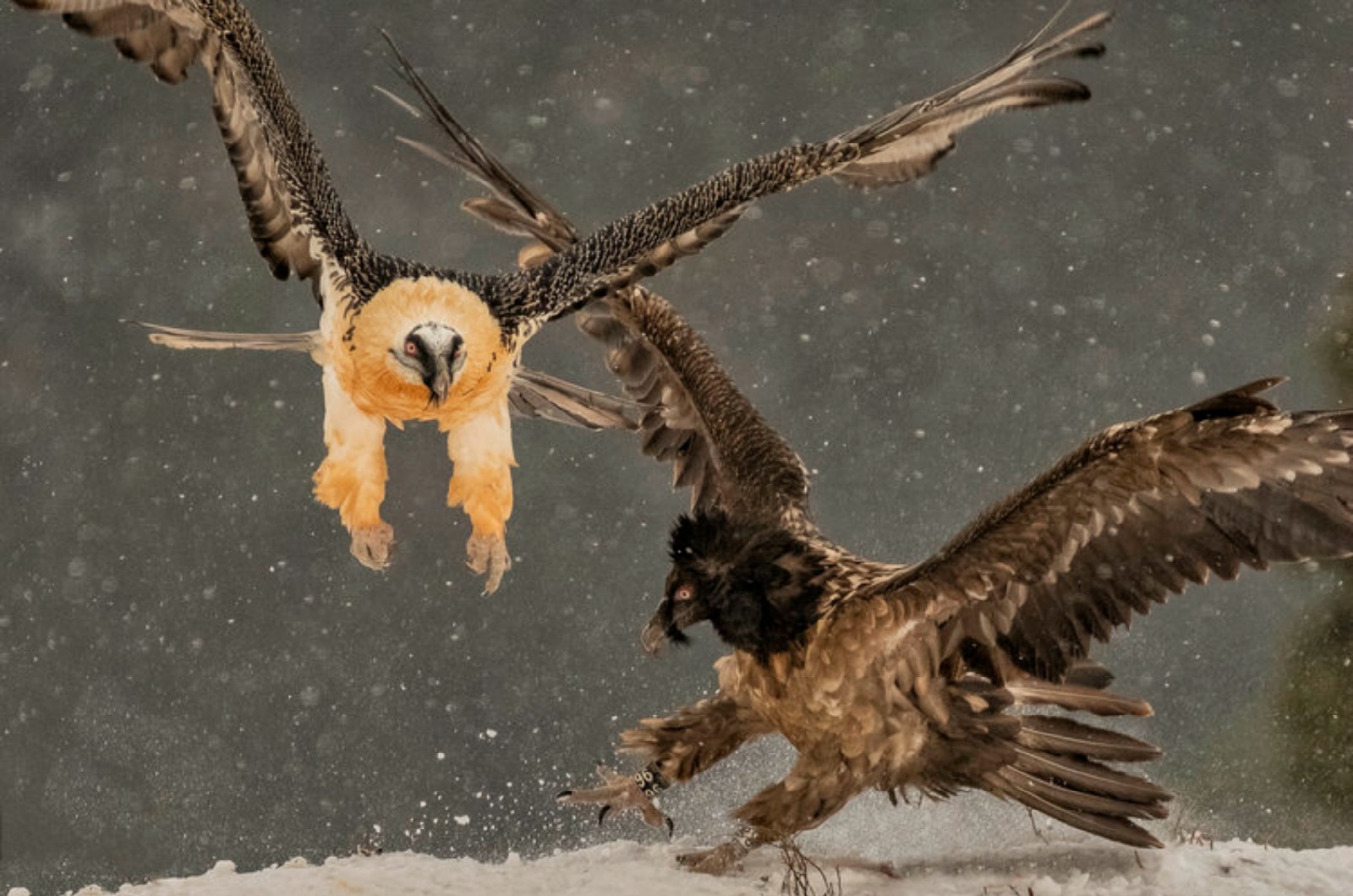 Two Bearded vultures, an adult and a dark juvenile, squabble for bones in the snow on Birding Holidays Spain with Aragon Active in the Spanish Pyrenees