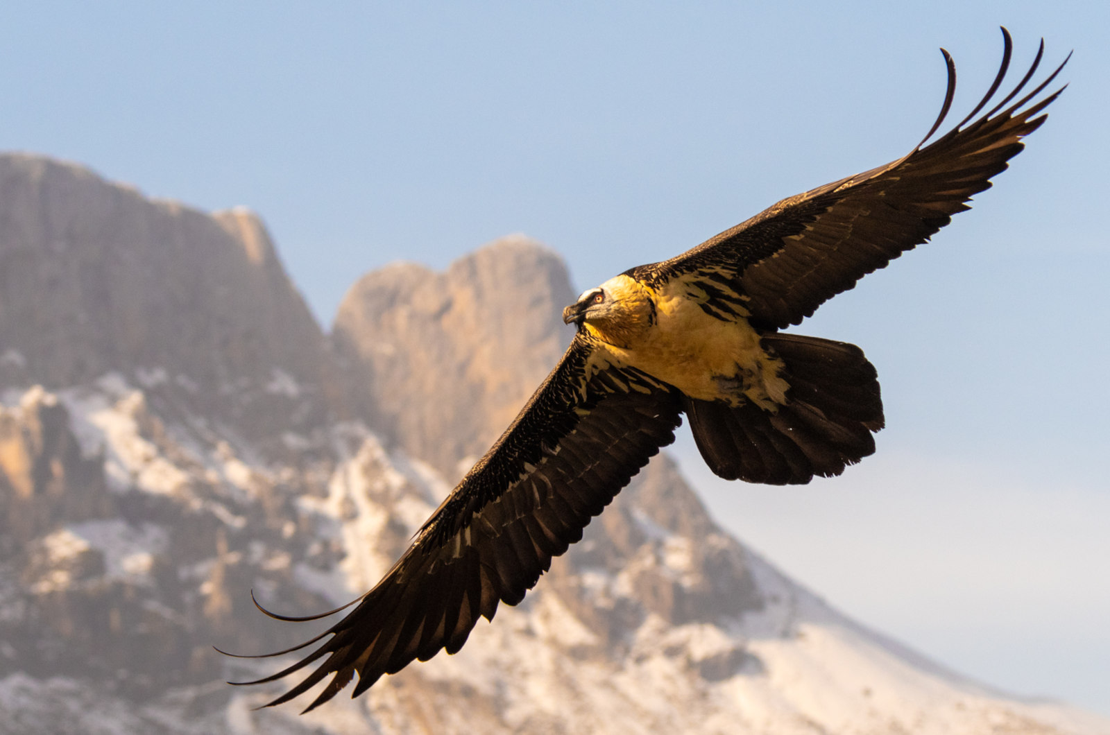 A bearded vulture in flight on Birding Holidays Spain with Aragon Active in the Spanish Pyrenees