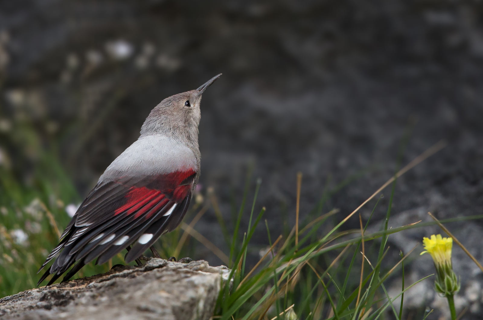 A Wallcreeper on the ground on our Birding Holidays Spain with Aragon Active in the Spanish Pyrenees
