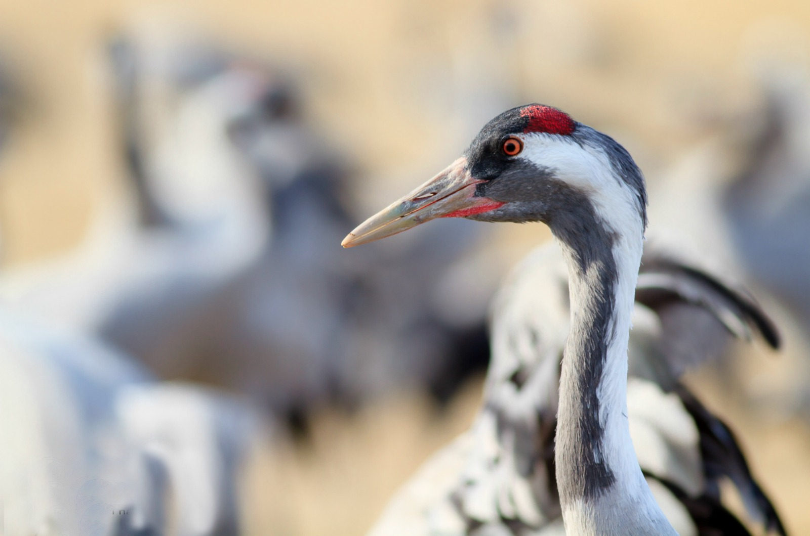 A close up of a Common grey crane with the red patch on the head clearly visible on Birding Holidays Spain with Aragon Active in the Spanish Pyrenees