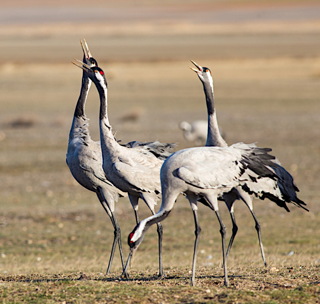 A group of 4 Common grey cranes with heads up calling on Birding Holidays Spain with Aragon Active in the Spanish Pyrenees