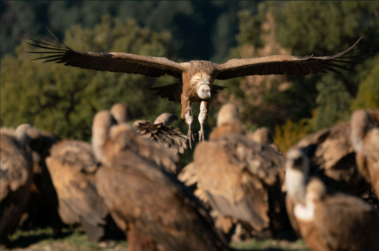 A Griffon vulture landing with other vultures on the ground feeding at the hide on Birding Holidays Spain with Aragon Active in the Spanish Pyrenees