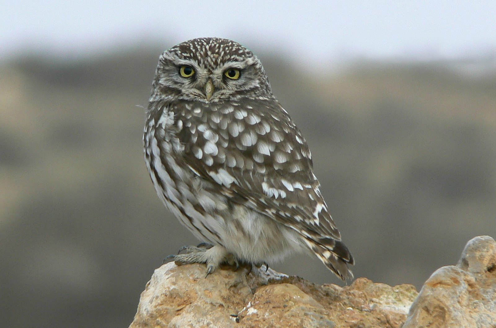A close up of a little owl at Gallocanta on Birding Holidays Spain with Aragon Active in the Spanish Pyrenees