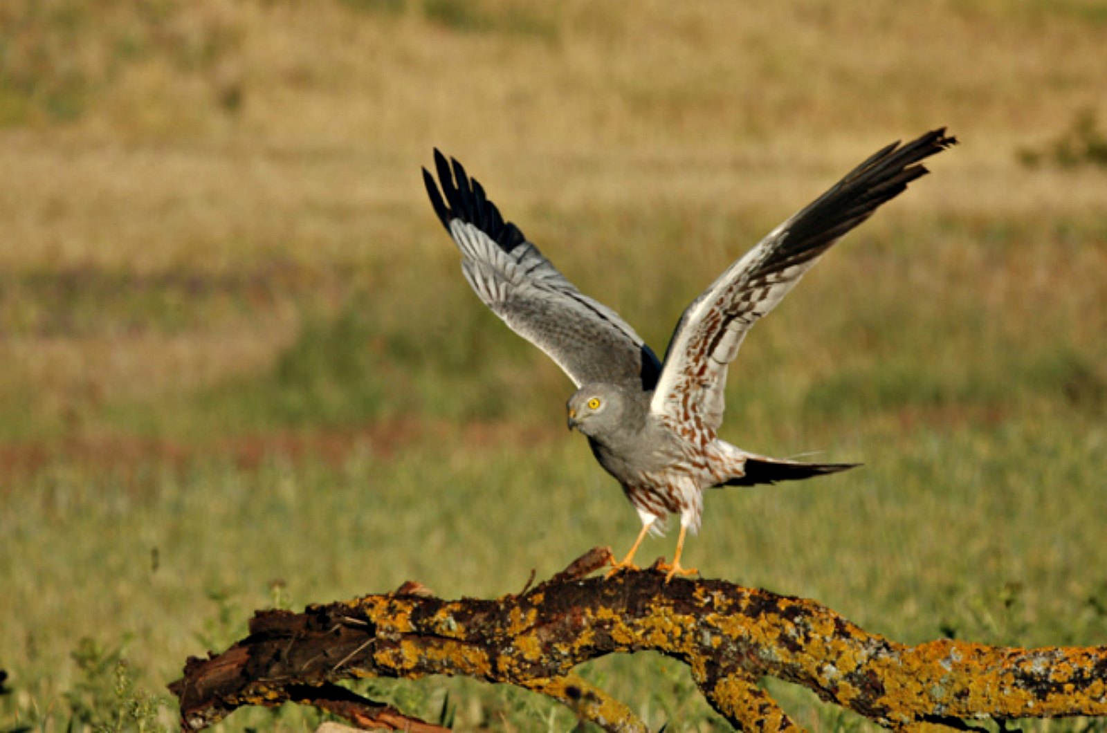 A Montagu's Harrier just landing on a branch at Gallocanta on Birding Holidays Spain with Aragon Active in the Spanish Pyrenees