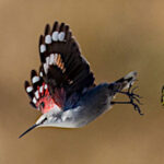 A Wallcreeper in flight on Birding Holidays Spain with Aragon Active in the Spanish Pyrenees