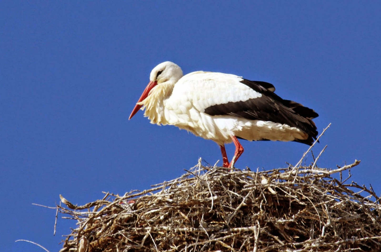 A White stork standing on its nest on Birding Holidays Spain with Aragon Active in the Spanish Pyrenees