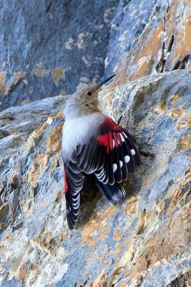 A Wallcreeper on a rockface in the Spanish Pyrenees on Activity Holidays in Spain with Aragon Active