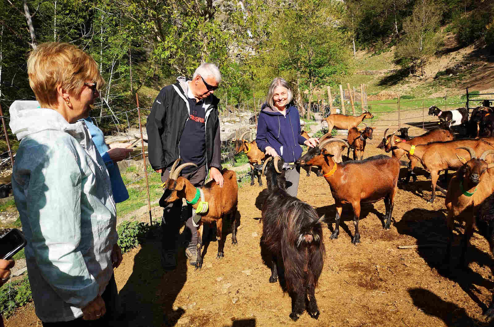 A group at the goats farm surrounded by goats on Cooking Holidays Spain in the Spanish Pyrenees with Aragon Active