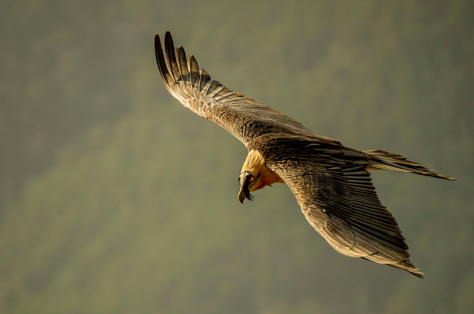 A Bearded vulture in flight seen on our Walking Holidays in Spain trip in the Pyrenees with Aragon Active