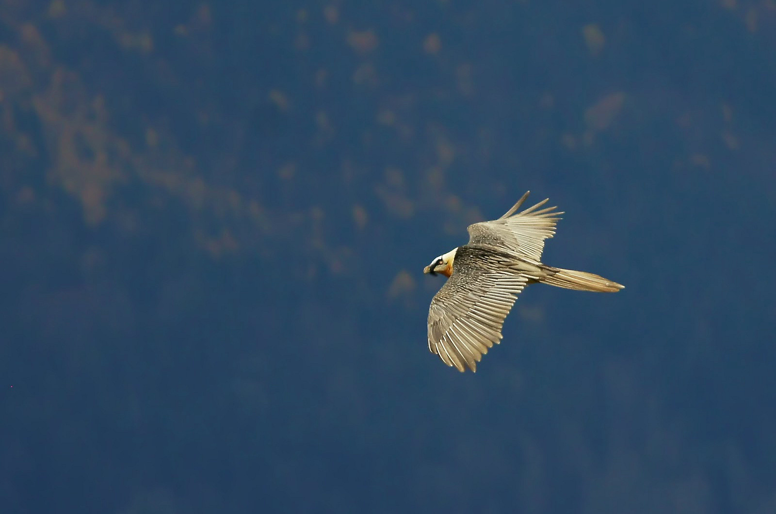 A Bearded vulture in flight, seen walking on the Culture and Gastronomy Holidays Spain with Aragon Active small group holidays
