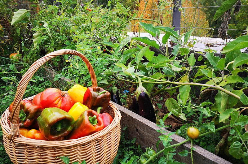 A photo of a basket of freshly picked vegetables on the vegetable patch illustrating the home grown produce on the About Us page. This page gives some background to Aragon Active small group holidays in the Spanish Pyrenees