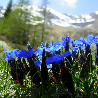 A photo of Blue Gentian flowers in the Spanish Pyrenees on Activity Holidays in Spain with Aragon Active