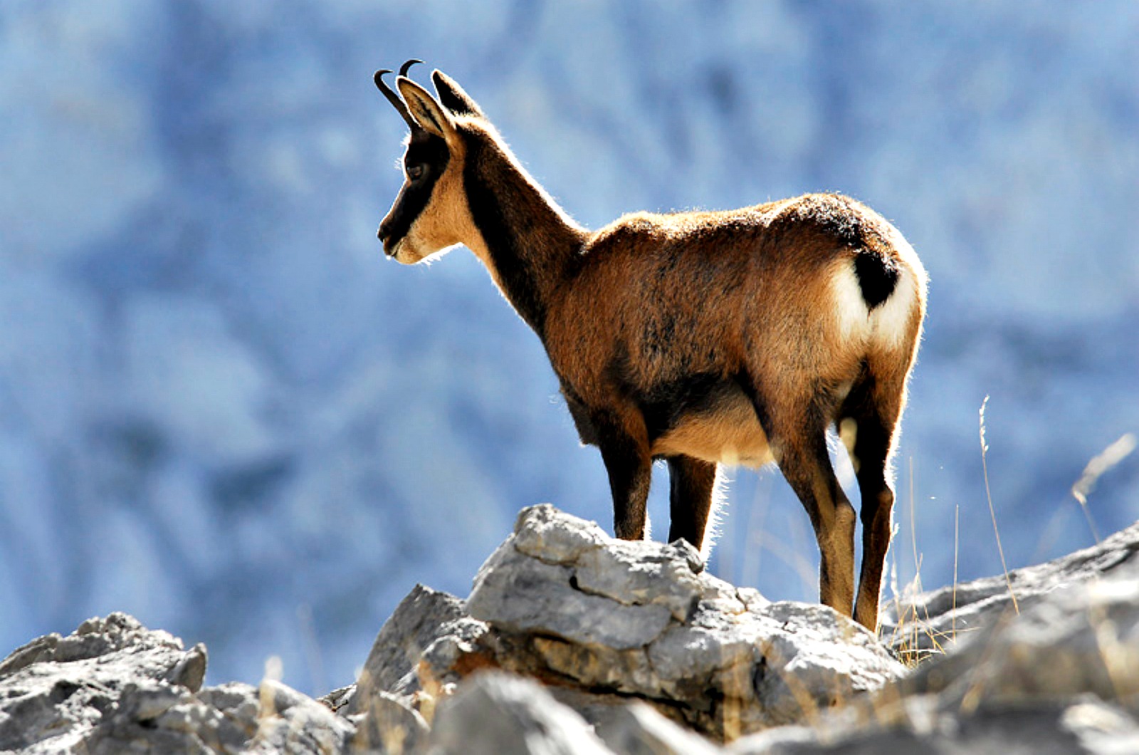 A chamois poised on some rocks in the Spanish Pyrenees on Walking Holidays in Spain with Aragon Active