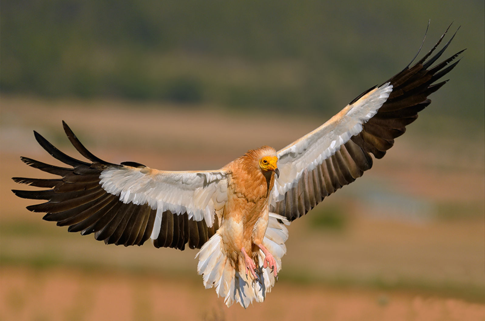 An Eygptian vulture photographed on our Wildlife Holidays Spain with Aragon Active small group holidays