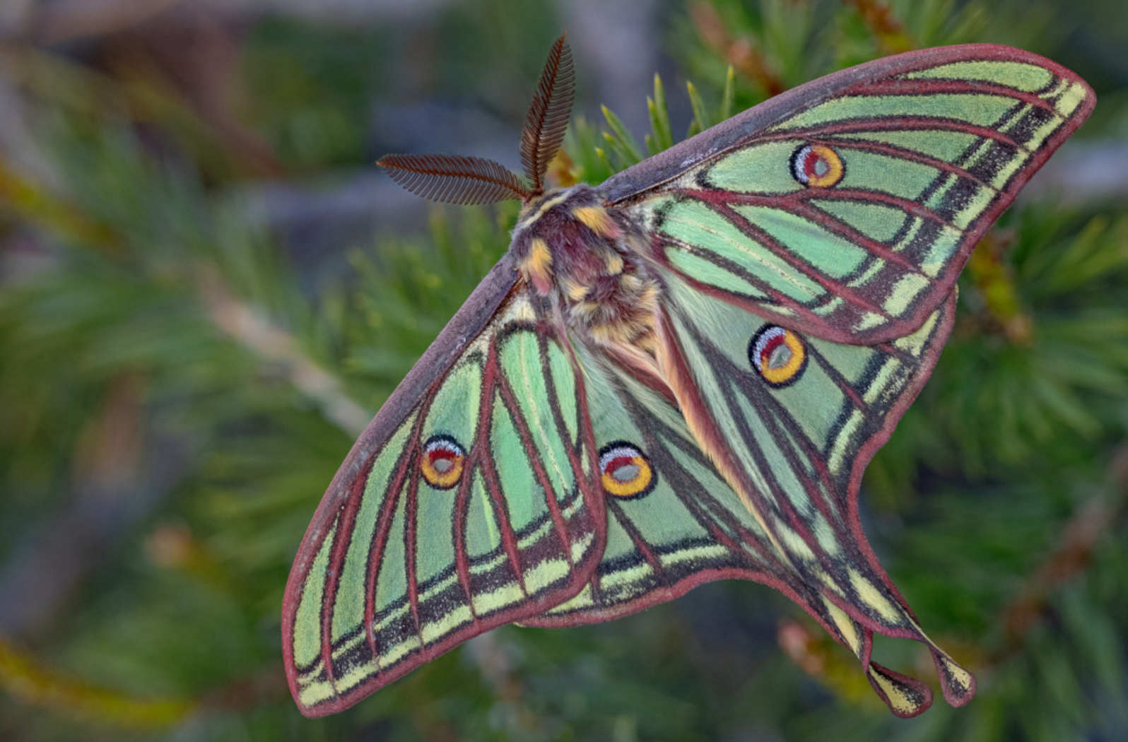 The Spanish moon moth photographed on our Wildlife Holidays Spain with Aragon Active small group holidays