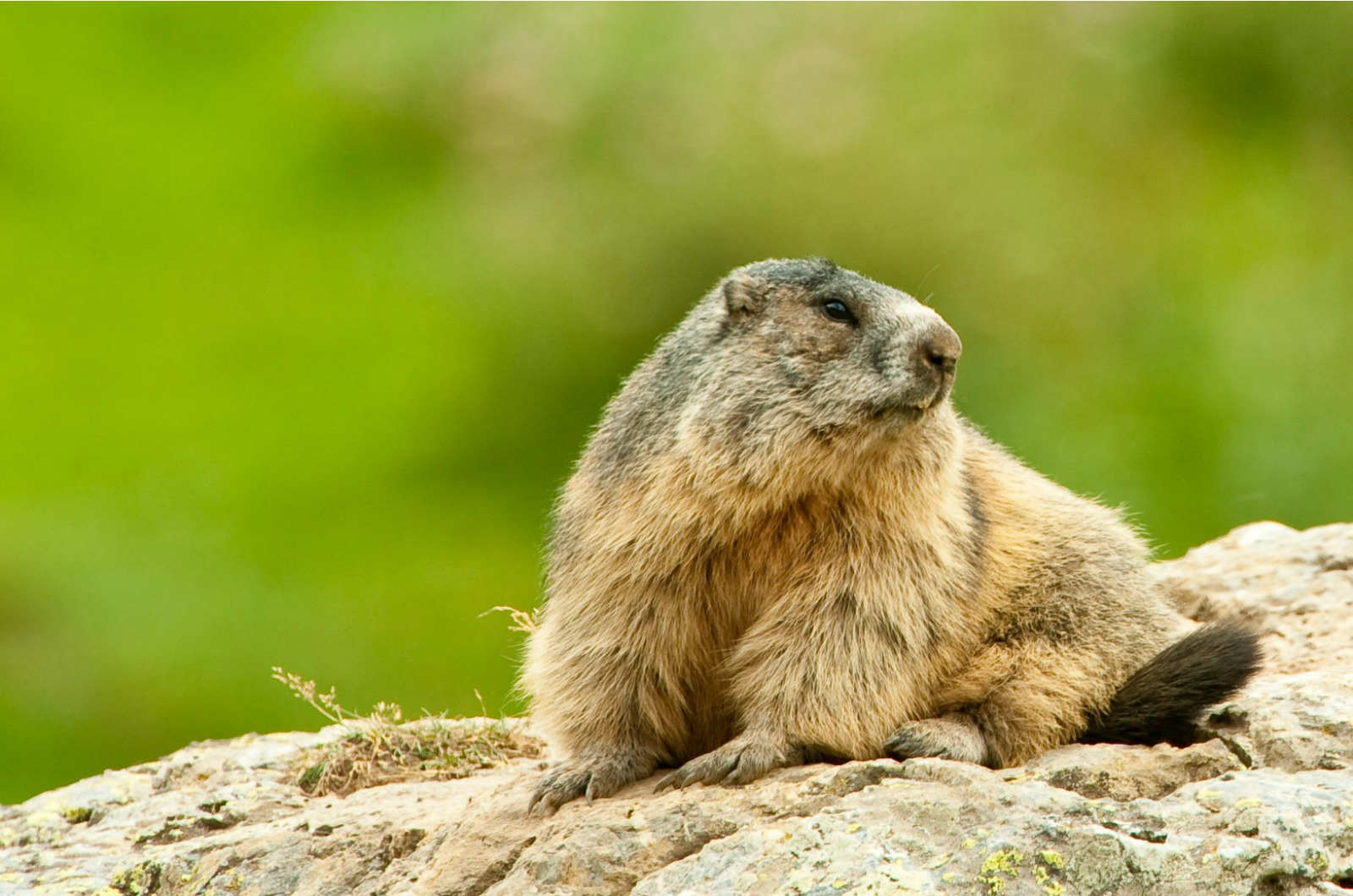 A photo of a Marmot seen on our Wildlife Holidays Spain with Aragon Active small group holidays in the Spanish Pyrenees