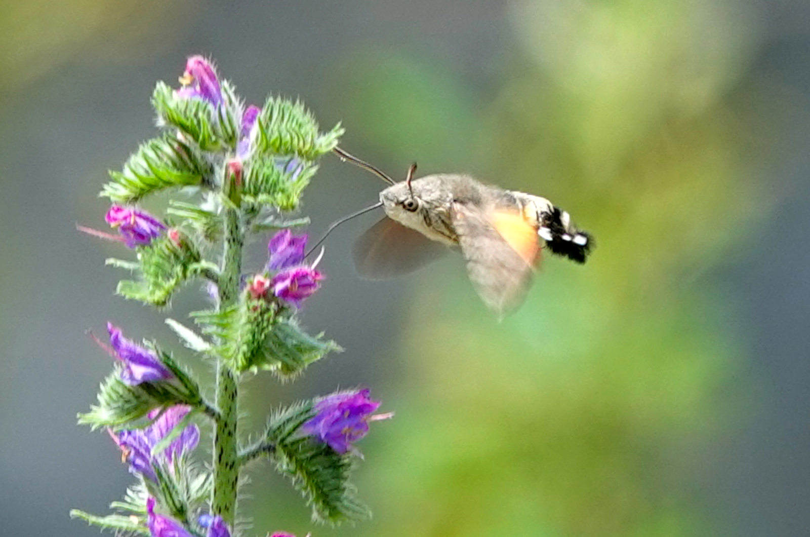 A Hummingbird hawk moth in the Spanish Pyrenees seen on our Wildlife Holidays Spain with Aragon Active small group holidays
