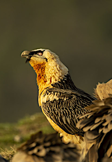 A beautiful photo of a Bearded vulture in the Spanish Pyrenees on Small Group Holidays Spain with Aragon Active